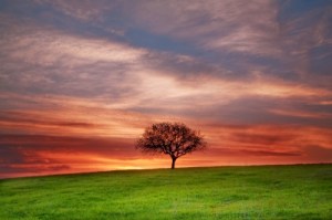 Image courtesy of "Lonely Tree" by Evgeni Dinev, from http://www.freedigitalphotos.net