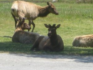 Elk in Orick 2