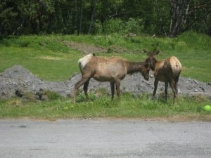 Elk in our back yard of the rented cabin, in Orick, California. 